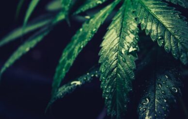 cannabis nei testi antichi