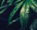 cannabis nei testi antichi