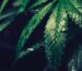 cannabis nei testi antichi