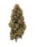 Super-Skunk